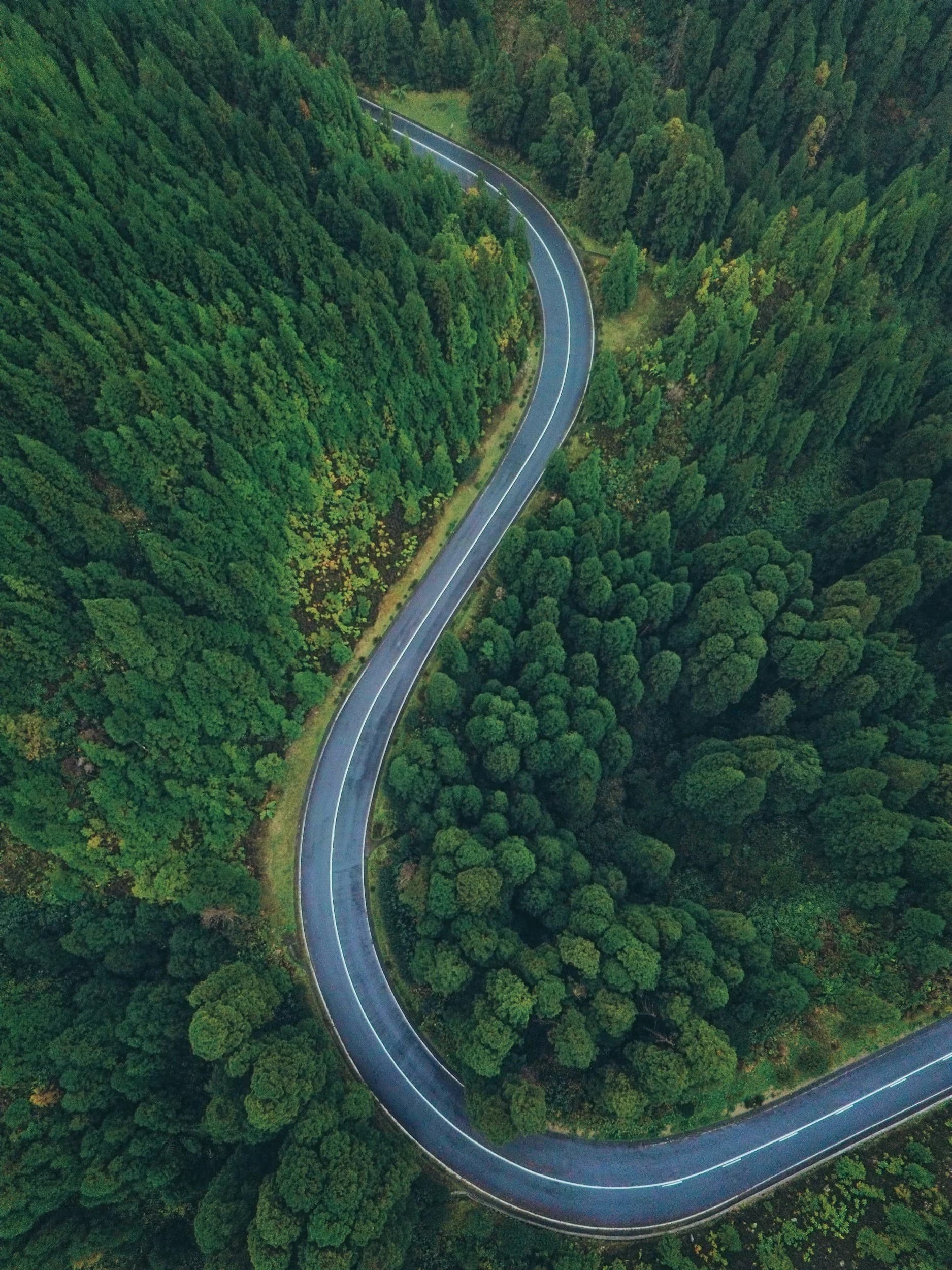 Road through a forest